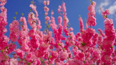 Pink blossoms fill the frame with vibrant energy. Sky behind them is clear, blue, and expansive. 