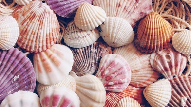 A vibrant, full-frame background of numerous colorful scallop shells 
